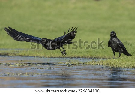 Carrion Crow (Corvus corone) flying