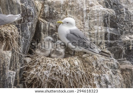 Kittiwake, Rissa, standing on its nest on the edge of a cliff with two chicks