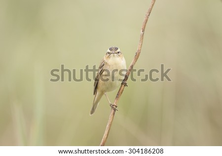 Sedge warbler perched on a single twig