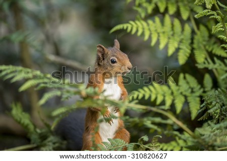 Red squirrel, Sciurus vulgaris, sitting on a tree trunk