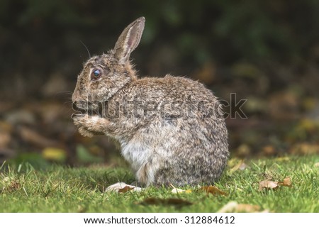 Rabbit sitting on the grass with its paws up