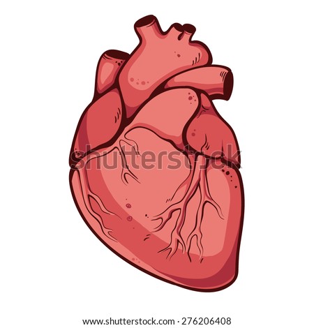 Real Heart. Vector Illustration - 276206408 : Shutterstock