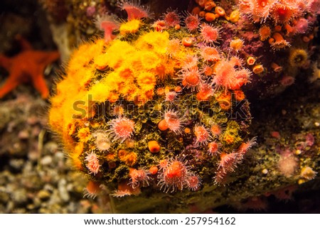 Small anemone.  Under sea plant.