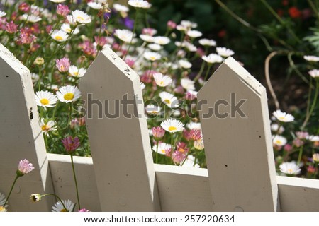 Old, white picket fence with white and pink flowers, New South Wales, Australia.