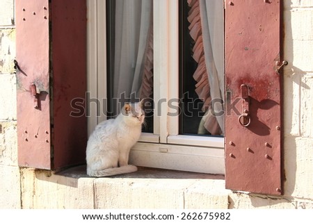 Pretty white cat sitting outside on a windowsill, France.