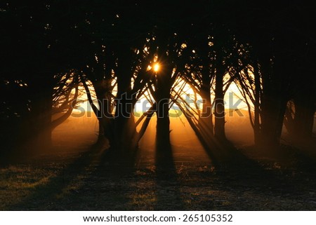 Sunlight through cypress trees, California.