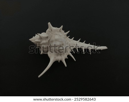 Similar – Image, Stock Photo Sea snail against black background