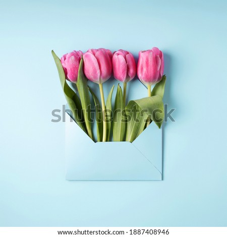 Pink tulips in envelope on blue background. Valentine's, mother's day or spring mockup with white card. Flat lay, top view.