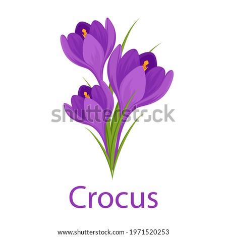 Similar – Image, Stock Photo three crocuses Crocus