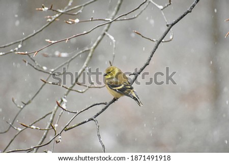 Similar – Image, Stock Photo Goldfinch in winter