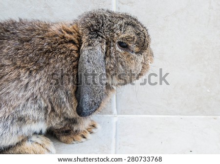 Senior brown rabbit sitting. half body head focus