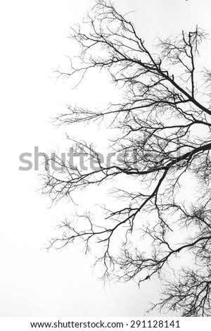 Abstract silhouette branches background, as a side face shape