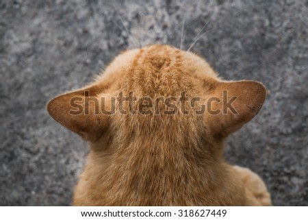 Close-up rear view of orange cat
