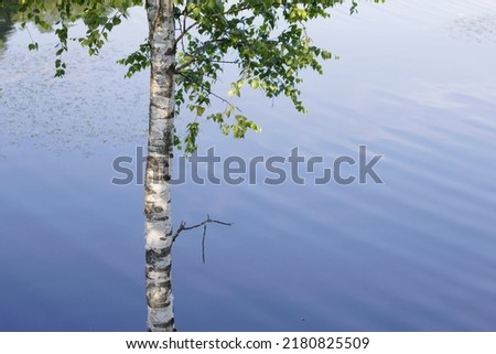 Image, Stock Photo Birch tree with reflection in bog lake, on a meadow is a bench