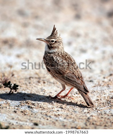 Image, Stock Photo bülbül Wild animal