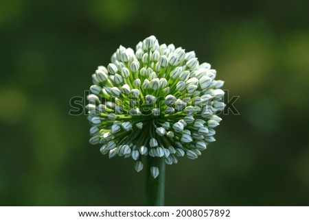 Macro of blooming onion flower head  in the garden. Agricultural background. Green onions. Spring onions or Sibies. Summertime rural scene. White flowers . Allium. Horizontal photo. Copy space