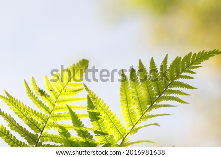 Fern plants in forest. Beautiful ferns leaves green foliage natural floral fern background in sunlight. Fern leaves. Natural floral fern background in sunlight with green blur. Selective soft focus. 
