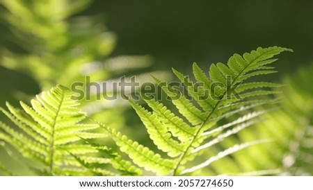 Beautiful ferns leaves green foliage natural floral fern background in sunlight. Fern leaves. Fern plants in forest. Natural floral fern background in sunlight with green blur. Selective soft focus