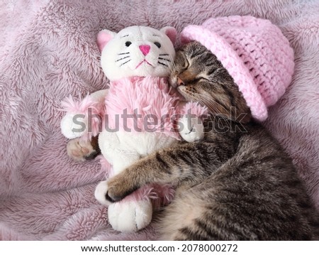 Baby Kitten sweet dreams. Little gray kitten in a pink hat sleeps sweetly and hugs a toy pink kitten. Pets. Cat care. Little cat close up. Childhood. Tabby. Beautiful cat