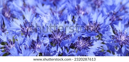 Similar – Image, Stock Photo Blue Cornflower with a green background