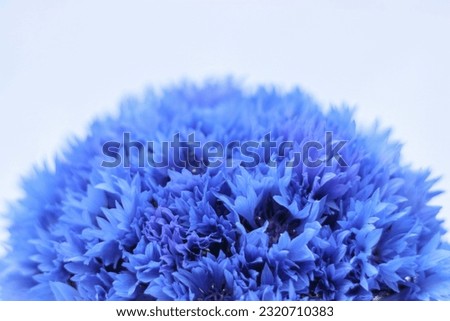 Similar – Image, Stock Photo Blue flowers cornflowers. summer. field with flowers