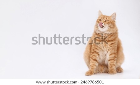 Image, Stock Photo Cute cat sitting on roof