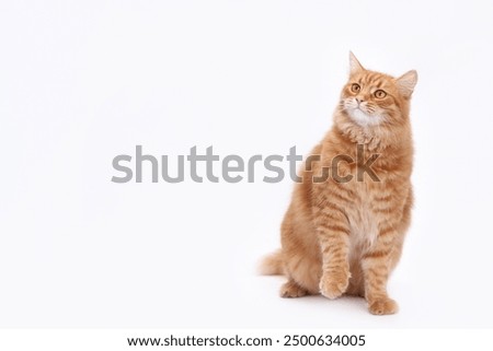 Similar – Image, Stock Photo Cat sitting in the window. It is looking directly in the camera. There is blue curtain behind it and a lot of copy space is available.