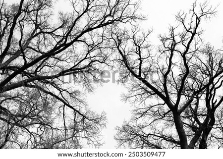 Similar – Image, Stock Photo Oak in winter light Fog