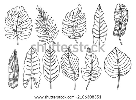 Tropical palm leave in sketch style, isolated vector illustration. Leave of palm tree in linear doodle style. Botanical minimalist print of exotic leave, sketch design.