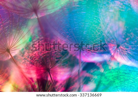 Colorful pastel background - Vivid color abstract dandelion flower - extreme closeup with soft focus, beautiful nature details, very shallow depth of field Stock foto © 