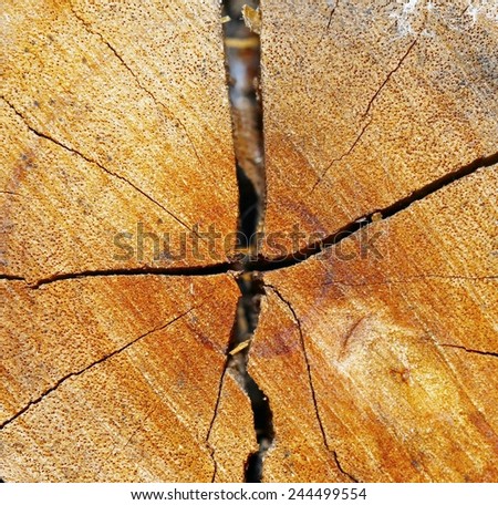 Cut of old trunk is photographed closely. The core of tree consist of growth rings and deep cracks.