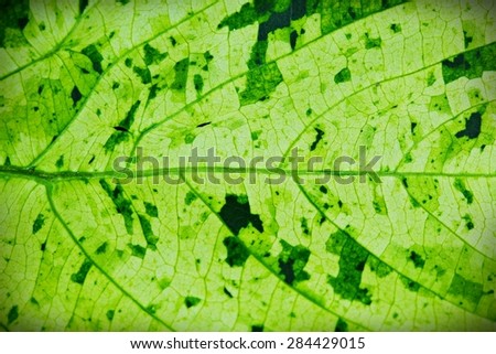 Green leaf pattern / Leaf patterns in black and white/ Blue Leaf pattern / Red Leaf pattern