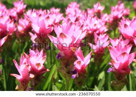Siam tulip in the garden