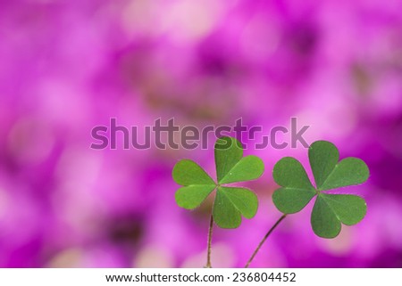 three leaf clover in the purple background, heart leaf