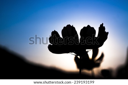 cosmos flower in the garden , cosmos on sunset , silhouette cosmos flowers