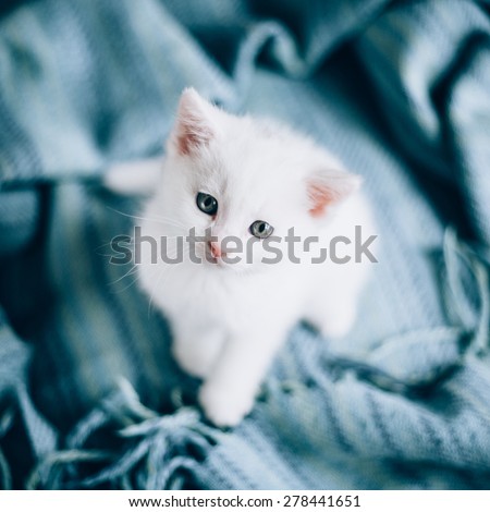 Small white kitty on blue background. Kitty is very cute./Small white kitty