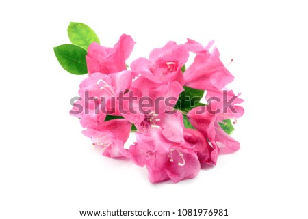 Image, Stock Photo Pink rhododendron flower heads on stem with green leaves on a bush. Floral close up, macro photo.