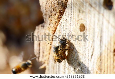 mating wild solitary bee Osmia bicornis on insect hotel. insect shelter. springtime.