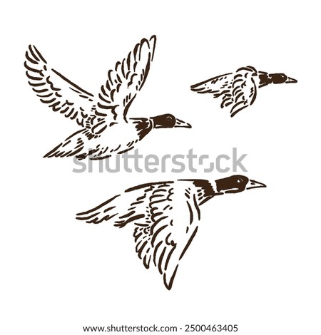 vector sketch of a flying duck with three different modes or positions and a unique but cool design style