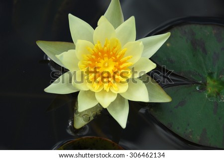 Yellow Lotus flower and Lotus flower plants