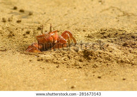 A funny orange sand crab is getting out of his hole on the beach.