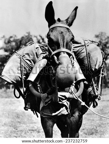Army mule wearing am M-5 type of gas mask The mask weighs 15 pounds consisting of muzzle connected to air purifying canisters on each side of the animal\'s head.