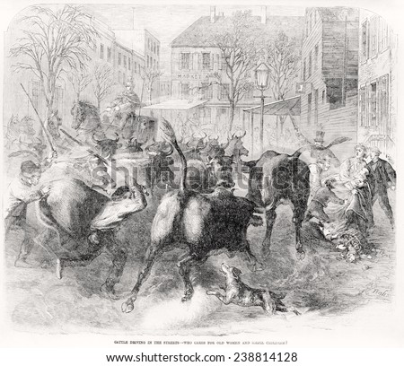 Cattle driving in the street, \'Who cares for old women and small children?\' Men driving cattle through busy city streets, knocking down pedestrians, disrupting carriage traffic, wood engraving, 1866.