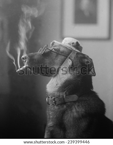 Humorous photo of a dog smoking a cigarette in 1923. Before the health hazards were known, cigarette smoking became widespread in the early 20th century.