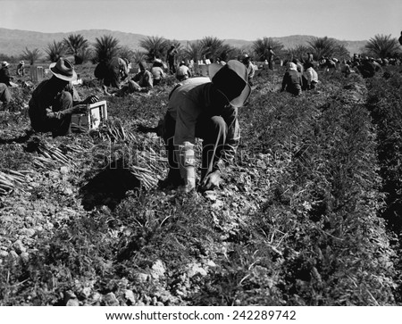 Carrot pullers harvesting in Coachella Valley, California, were migrant workers from Texas, Oklahoma, Missouri, Arkansas and Mexico. Photo by Dorothea Lange Feb 1937.