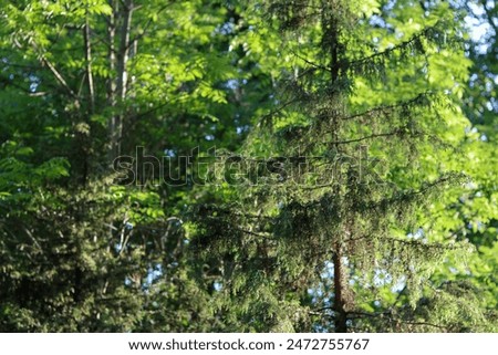 Similar – Foto Bild Badestelle ast baum berlin