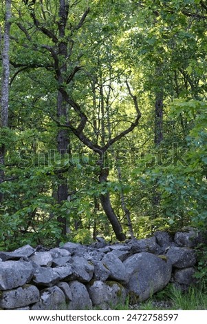 Similar – Foto Bild Badestelle ast baum berlin