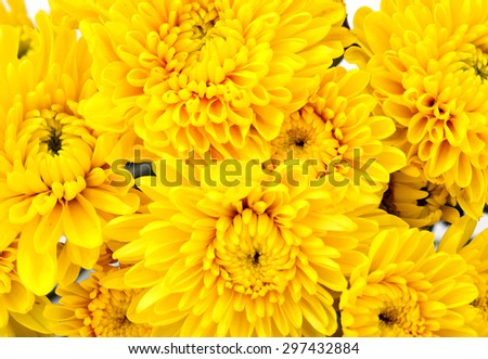 Yellow chrysanthemum flowers.isolated on white background