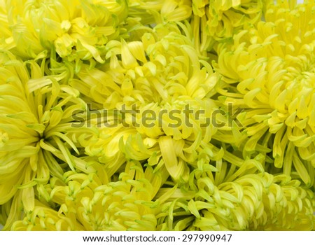 Yellow chrysanthemum. Deep focus. No dust. No pollen.