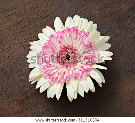 white chrysanthemum isolated on wooden board